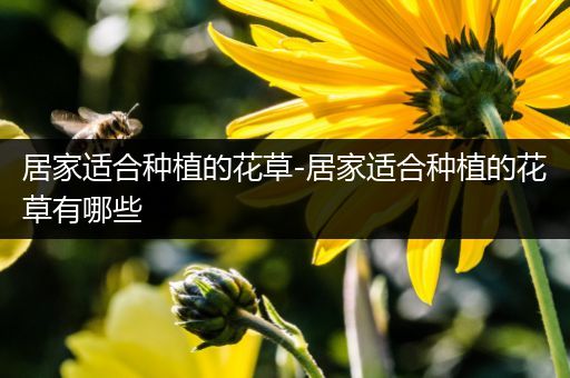 居家适合种植的花草-居家适合种植的花草有哪些