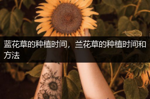 蓝花草的种植时间，兰花草的种植时间和方法