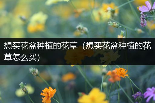 想买花盆种植的花草（想买花盆种植的花草怎么买）