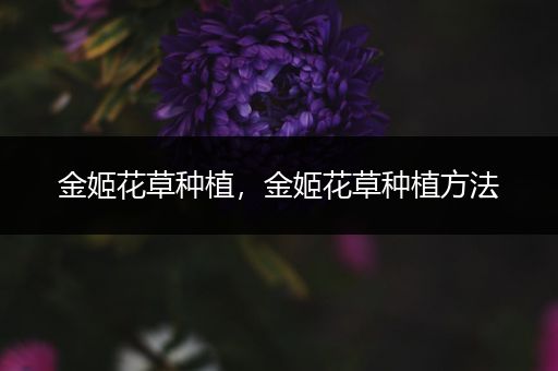 金姬花草种植，金姬花草种植方法