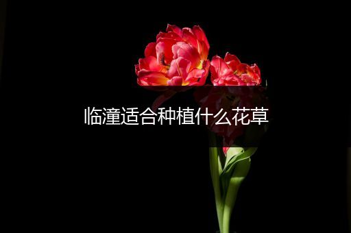 临潼适合种植什么花草