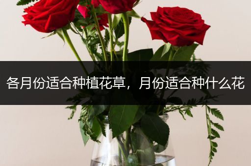 各月份适合种植花草，月份适合种什么花