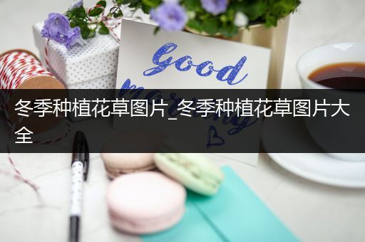 冬季种植花草图片_冬季种植花草图片大全