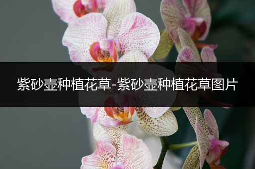 紫砂壶种植花草-紫砂壶种植花草图片