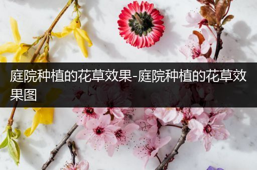 庭院种植的花草效果-庭院种植的花草效果图