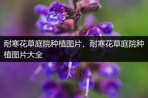 耐寒花草庭院种植图片，耐寒花草庭院种植图片大全