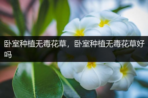 卧室种植无毒花草，卧室种植无毒花草好吗