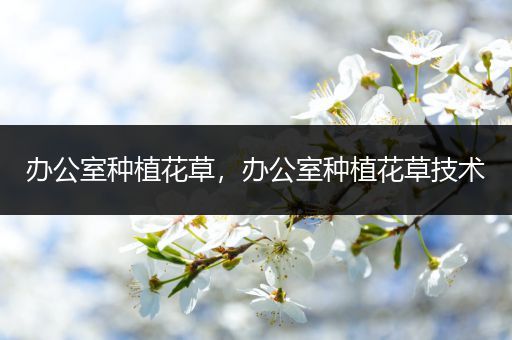 办公室种植花草，办公室种植花草技术