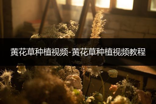 黄花草种植视频-黄花草种植视频教程