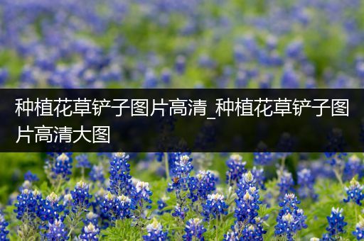 种植花草铲子图片高清_种植花草铲子图片高清大图