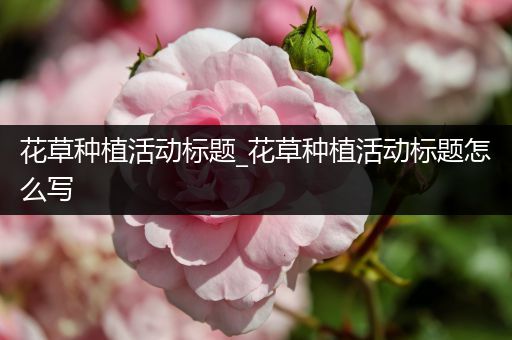 花草种植活动标题_花草种植活动标题怎么写