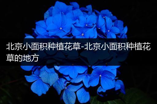 北京小面积种植花草-北京小面积种植花草的地方