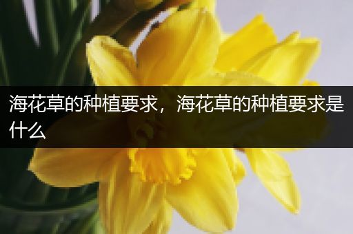 海花草的种植要求，海花草的种植要求是什么