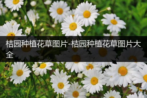 桔园种植花草图片-桔园种植花草图片大全