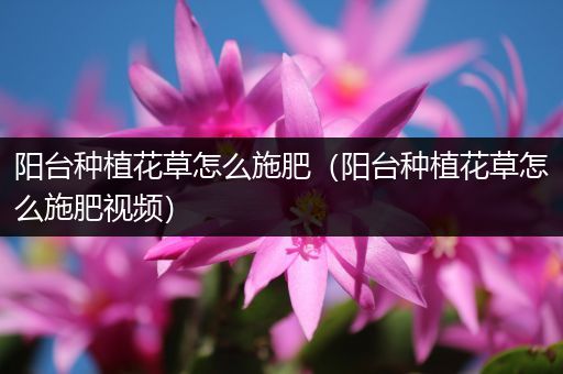 阳台种植花草怎么施肥（阳台种植花草怎么施肥视频）