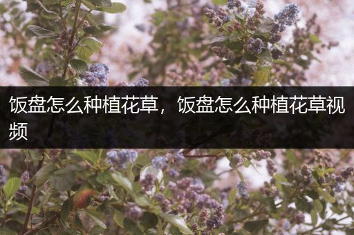 饭盘怎么种植花草，饭盘怎么种植花草视频