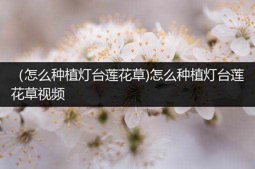 （怎么种植灯台莲花草)怎么种植灯台莲花草视频