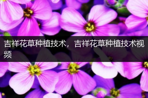 吉祥花草种植技术，吉祥花草种植技术视频