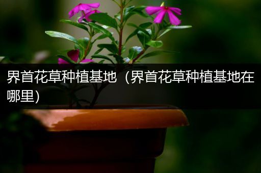 界首花草种植基地（界首花草种植基地在哪里）