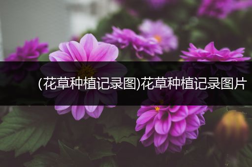 （花草种植记录图)花草种植记录图片