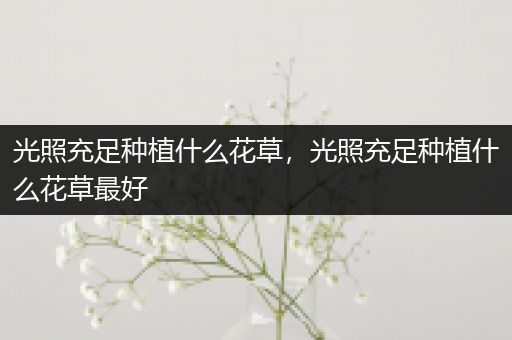 光照充足种植什么花草，光照充足种植什么花草最好