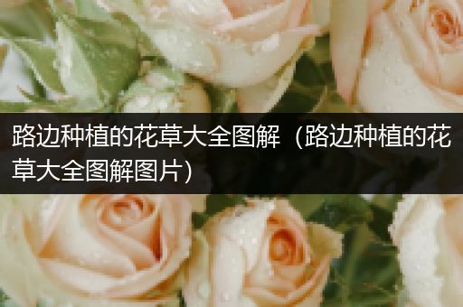 路边种植的花草大全图解（路边种植的花草大全图解图片）