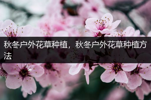 秋冬户外花草种植，秋冬户外花草种植方法