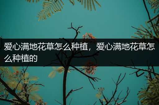 爱心满地花草怎么种植，爱心满地花草怎么种植的