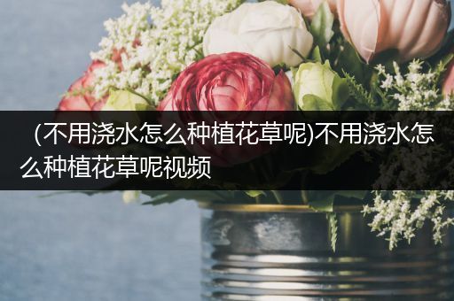 （不用浇水怎么种植花草呢)不用浇水怎么种植花草呢视频