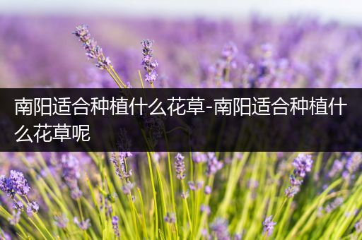 南阳适合种植什么花草-南阳适合种植什么花草呢