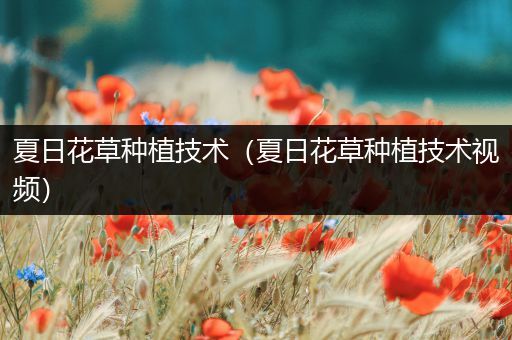 夏日花草种植技术（夏日花草种植技术视频）