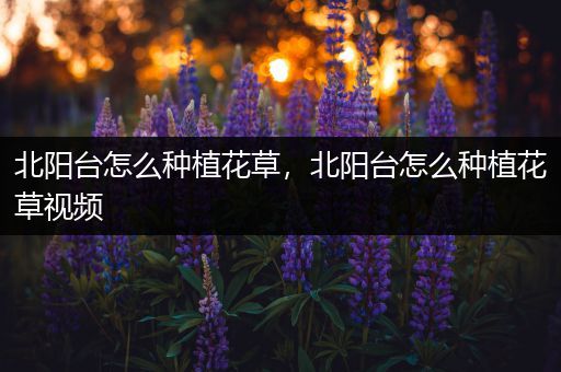 北阳台怎么种植花草，北阳台怎么种植花草视频