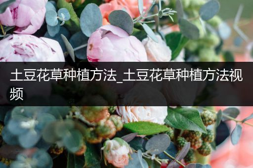 土豆花草种植方法_土豆花草种植方法视频