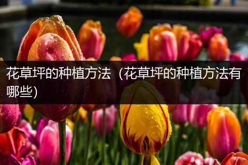 花草坪的种植方法（花草坪的种植方法有哪些）