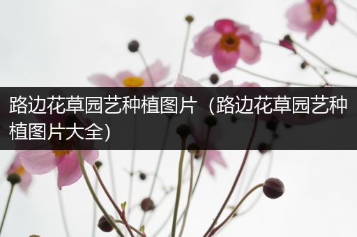 路边花草园艺种植图片（路边花草园艺种植图片大全）