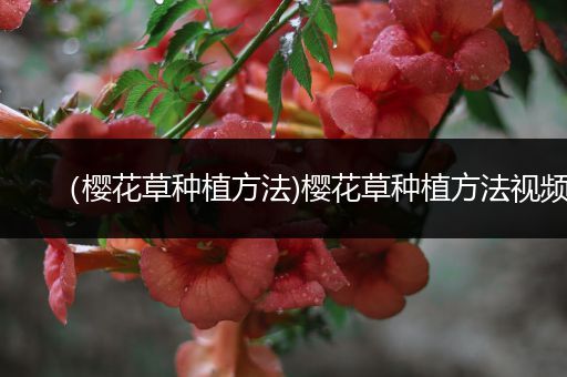 （樱花草种植方法)樱花草种植方法视频