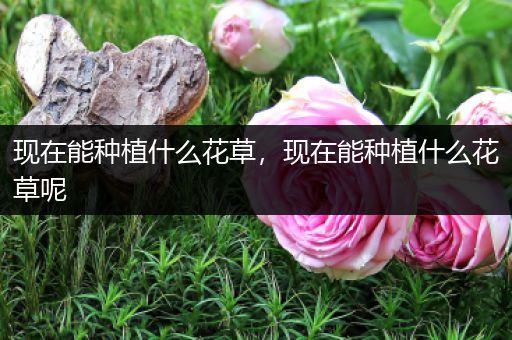 现在能种植什么花草，现在能种植什么花草呢