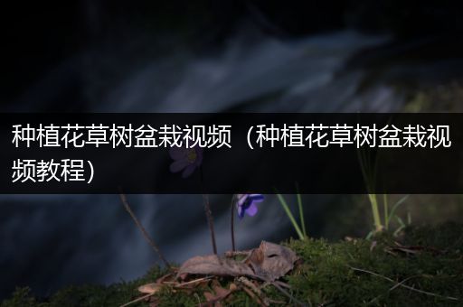 种植花草树盆栽视频（种植花草树盆栽视频教程）