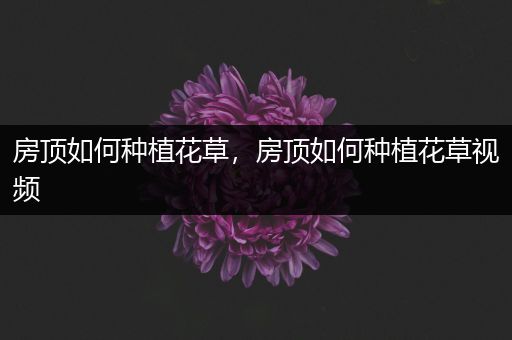 房顶如何种植花草，房顶如何种植花草视频