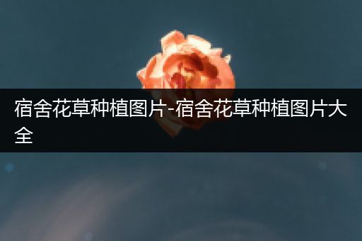 宿舍花草种植图片-宿舍花草种植图片大全