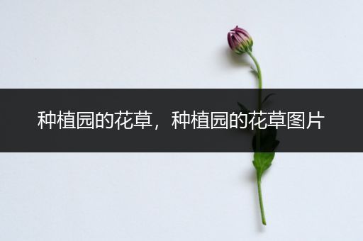 种植园的花草，种植园的花草图片