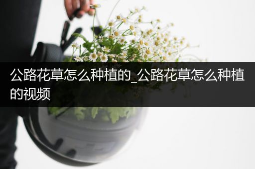 公路花草怎么种植的_公路花草怎么种植的视频