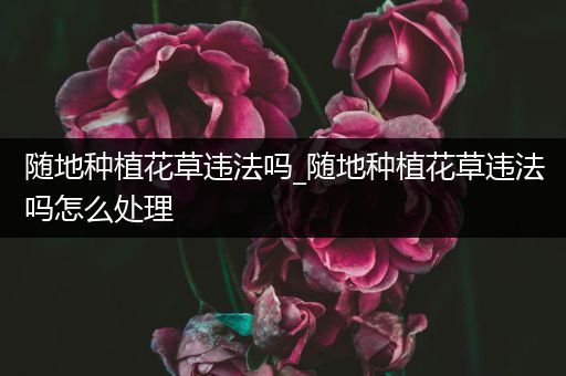 随地种植花草违法吗_随地种植花草违法吗怎么处理