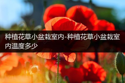 种植花草小盆栽室内-种植花草小盆栽室内温度多少