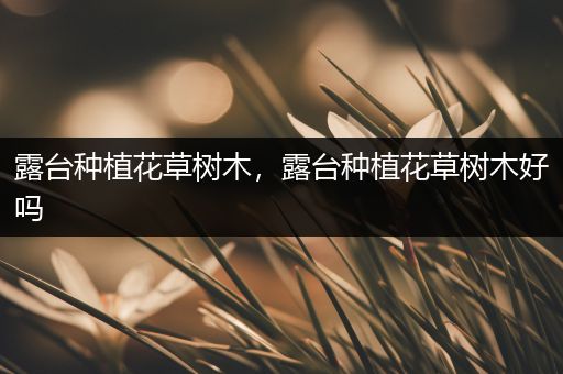 露台种植花草树木，露台种植花草树木好吗