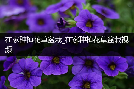 在家种植花草盆栽_在家种植花草盆栽视频