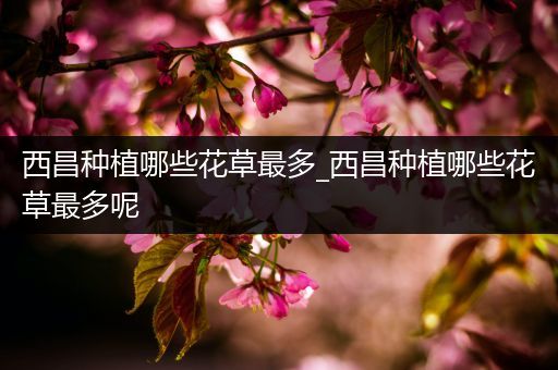 西昌种植哪些花草最多_西昌种植哪些花草最多呢