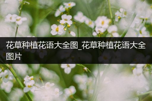 花草种植花语大全图_花草种植花语大全图片