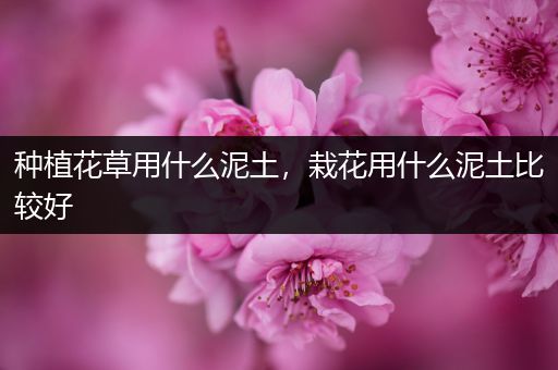 种植花草用什么泥土，栽花用什么泥土比较好