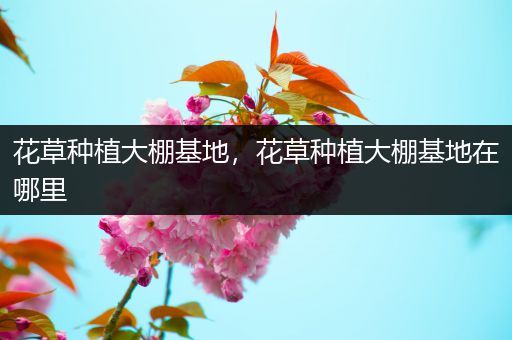 花草种植大棚基地，花草种植大棚基地在哪里